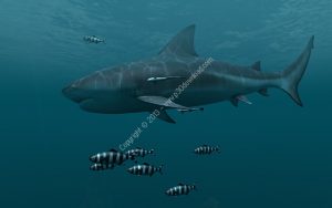 Sharks 3D Screensaver and Animated Wallpaper v1.0 Build 1 Crack