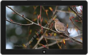 Pacific Northwest Birds theme Crack